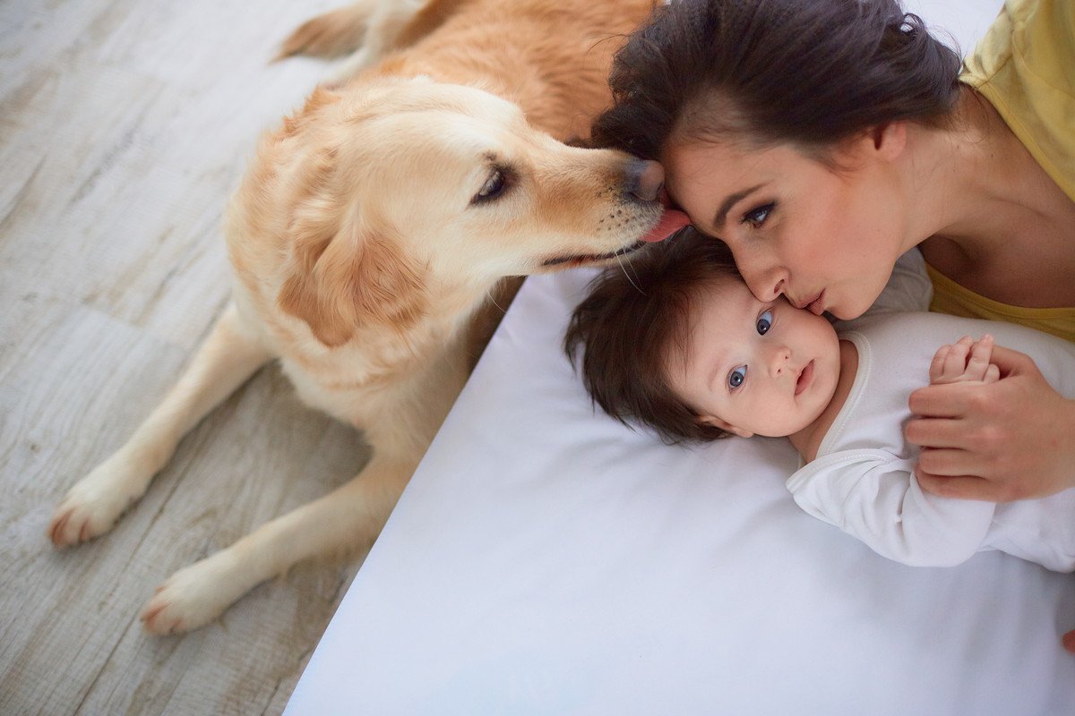 犬が『独り占めしたい』と思っている時の仕草や行動3選！独占欲が強い犬の特徴とは？