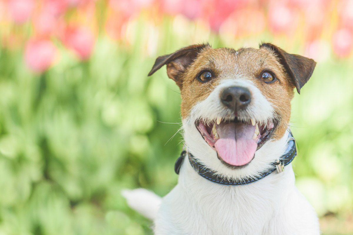 犬が飼い主に『楽しい』と伝えている4つのサインとは？　愛犬の気持ちを見逃さず寄り添ってあげよう