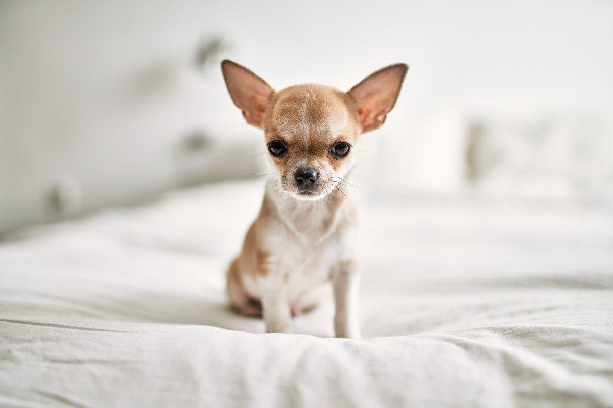 飼い主の手によって命を奪われた子犬のチワワ。犬と生きるという意味や責任を見つめ直して。