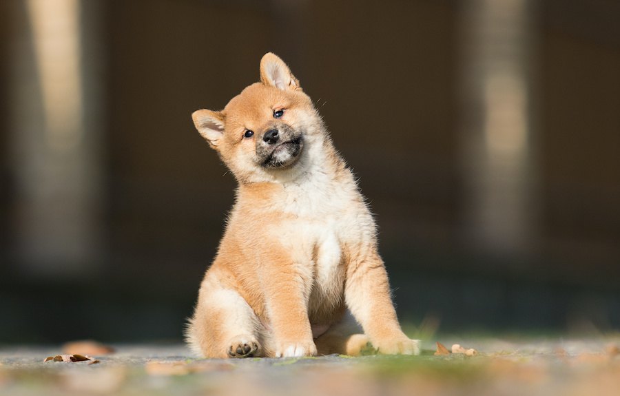 犬の成長期はいつまで？成長に伴う食事の変化や歯の変化について