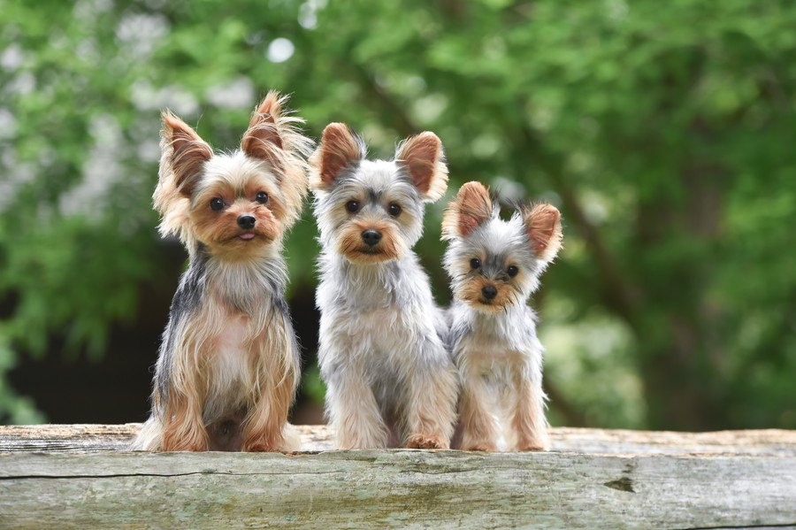 小型犬の飼い主が室内で必ず注意しなければならない４つのこと