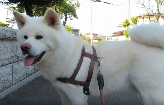 あちぃ…。暑さにしょんぼりしている秋田犬