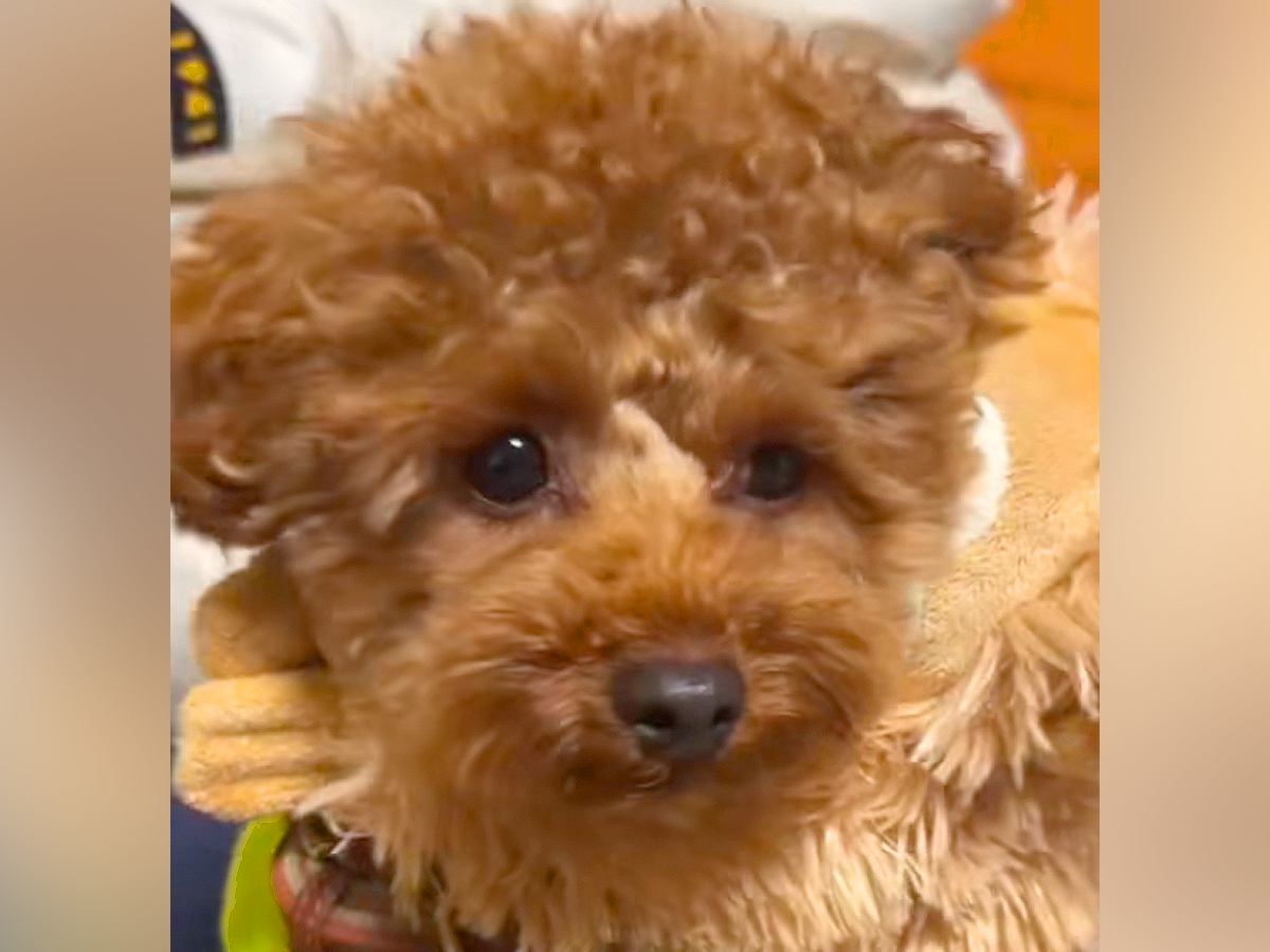 フワッフワで可愛い犬を『お風呂に入れた』結果→衝撃的すぎる『どう見てもモンスターな光景』が86万再生「思った以上で草」「吹いたｗｗ」