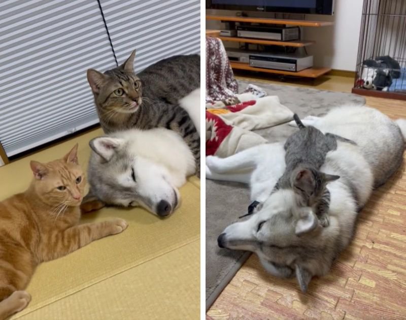 猫たちに愛されすぎる大型犬の姿が尊い…！「離れて暮らしているとは思えない」「なんて愛おしい空間」と大反響