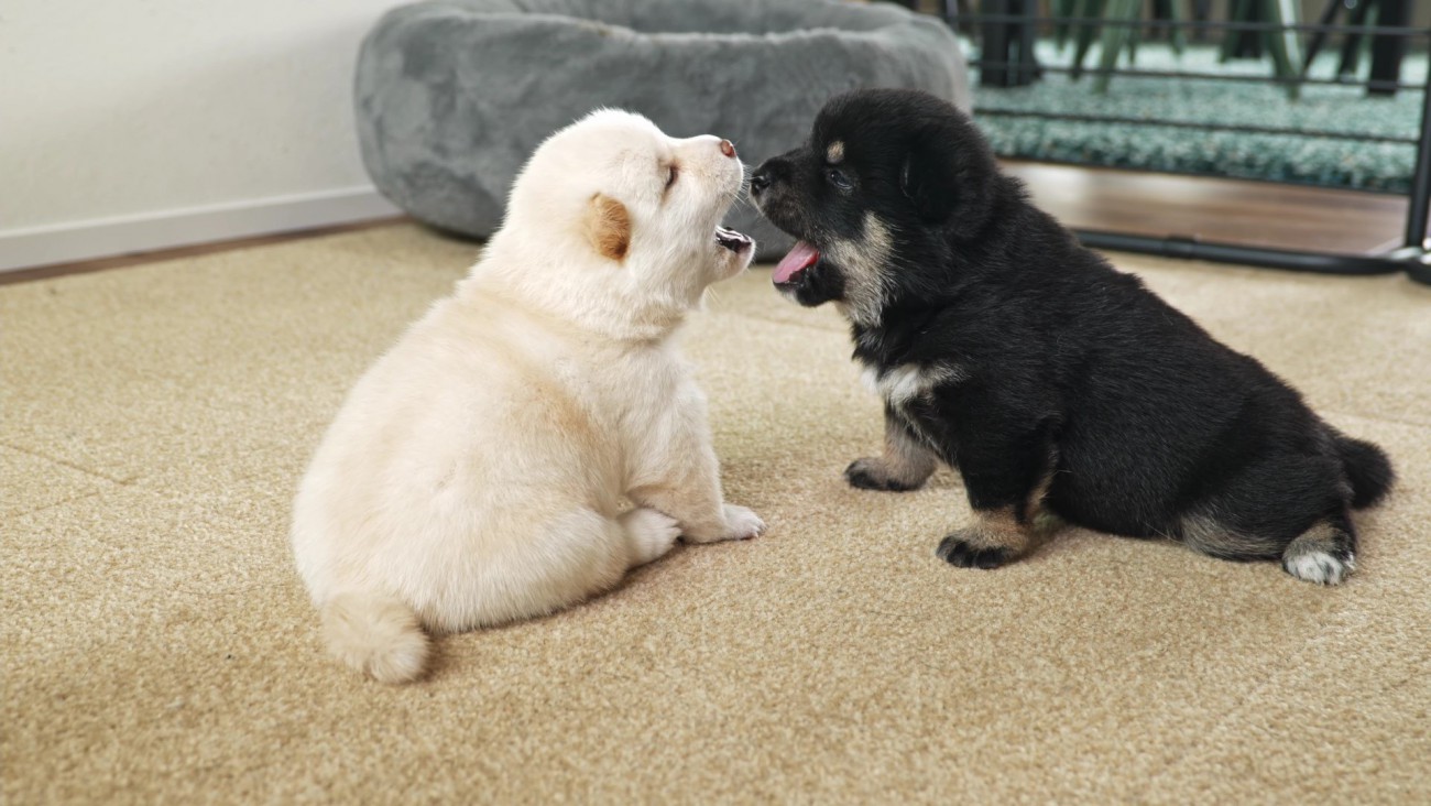 豆柴子犬がみせる『よちよち歩き』の破壊力がすさまじいと話題に 「天使のような可愛さ」「まさに眼福」44万人が虜に