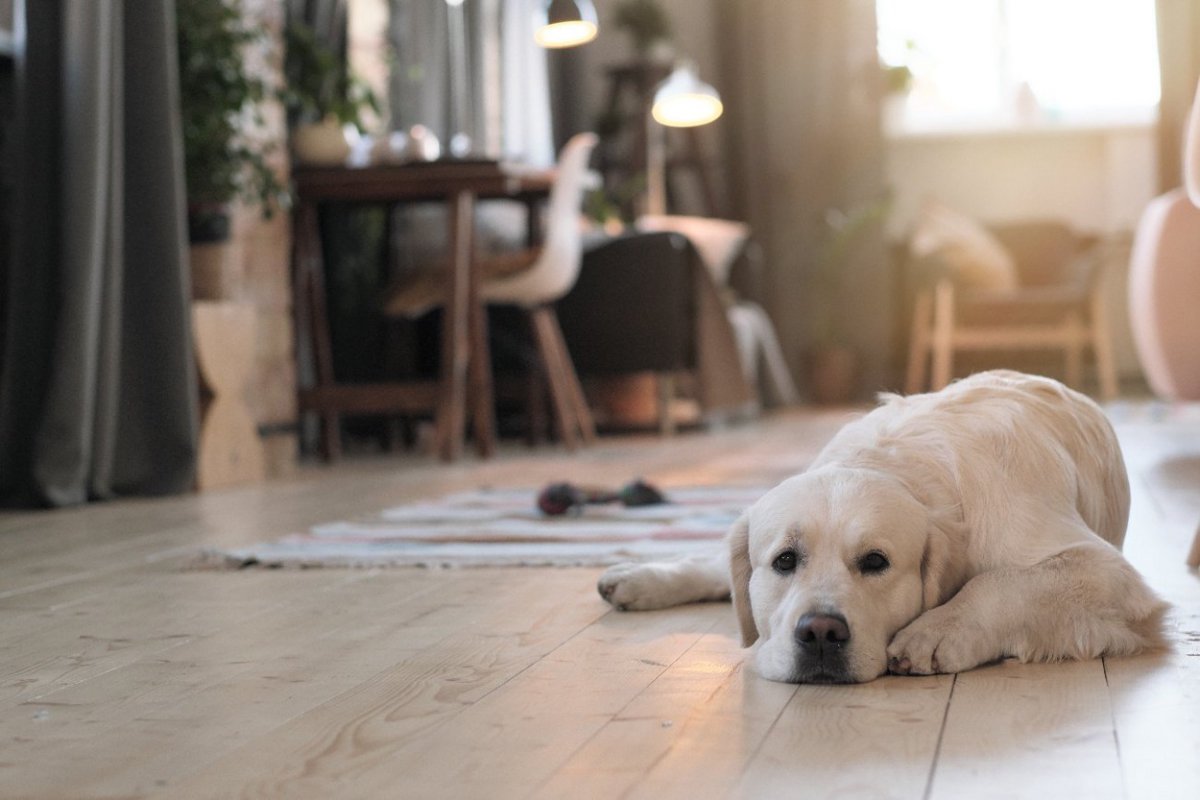 犬の寿命を縮めてしまう室内の『絶対NG行為』6選　健康被害を及ぼすタブーな行動とは？