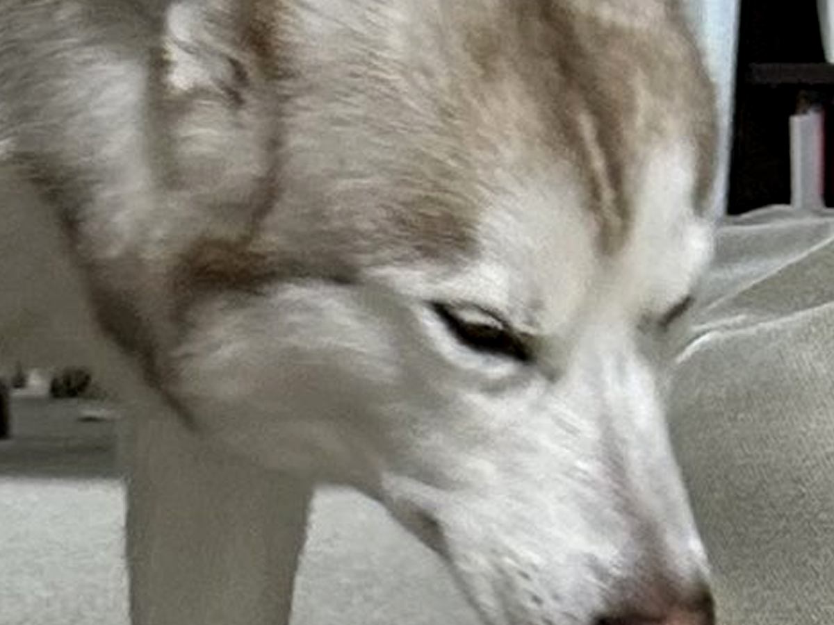 イタズラをした大型犬→名前を呼ばれて姿を現したものの…わかりやすすぎる『まさかの光景』に8万いいね「察してるｗ」「うちの子とは違う」の声
