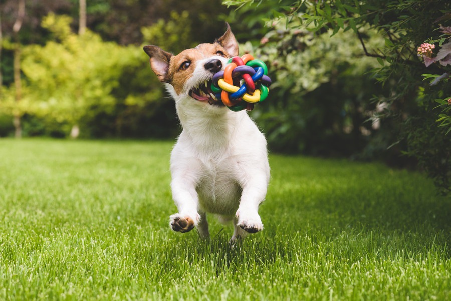 犬がストレスを感じているときとリラックスしているときの行動の違い