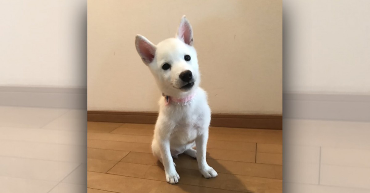 うちの子細すぎ…？愛犬への不安が杞憂であることを証明した写真が話題