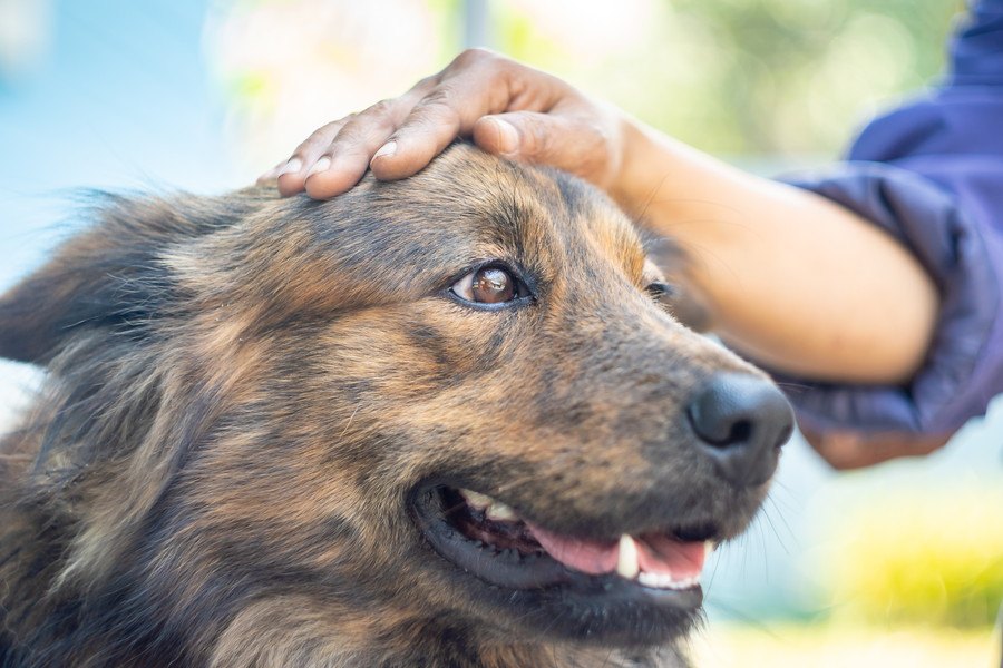 犬が『飼い主を守っている時』にしている行動や仕草４選