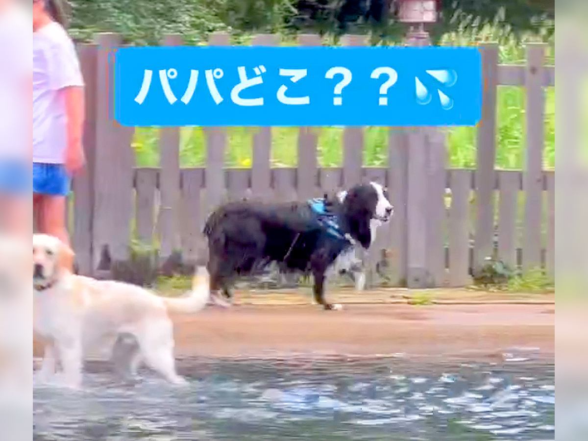 『パパどこ…？』犬が遊んでる途中で父を見失ってしまい…必死の捜索と『可愛すぎる結末』が676万再生「涙が出そう」「顔たまらん」と悶絶