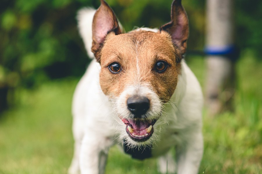 飼い主さんが危ない！犬が守りたいと思っている時の仕草３つ