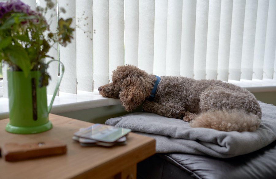 嫌われているわけじゃない？犬が飼い主から『離れて座っている時』の心理５選