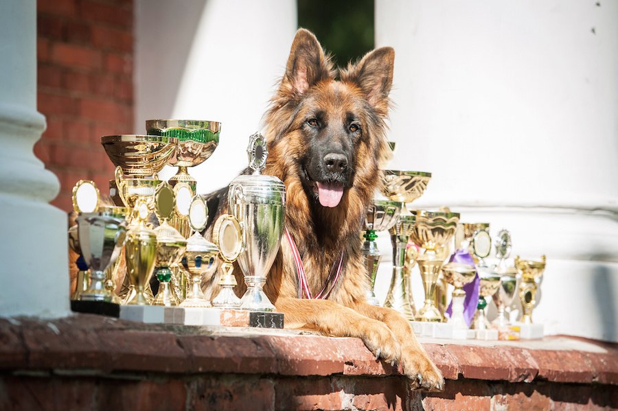 世界一大きい犬はどの犬種？主な特徴からギネス記録を持つワンコまで