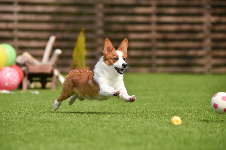 ドッグランでしてはいけないNG行為５選！愛犬や他の犬に危険が及ぶ！