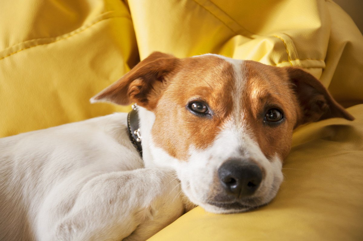 犬が『拗ねてしまう』飼い主のNG行動3つ