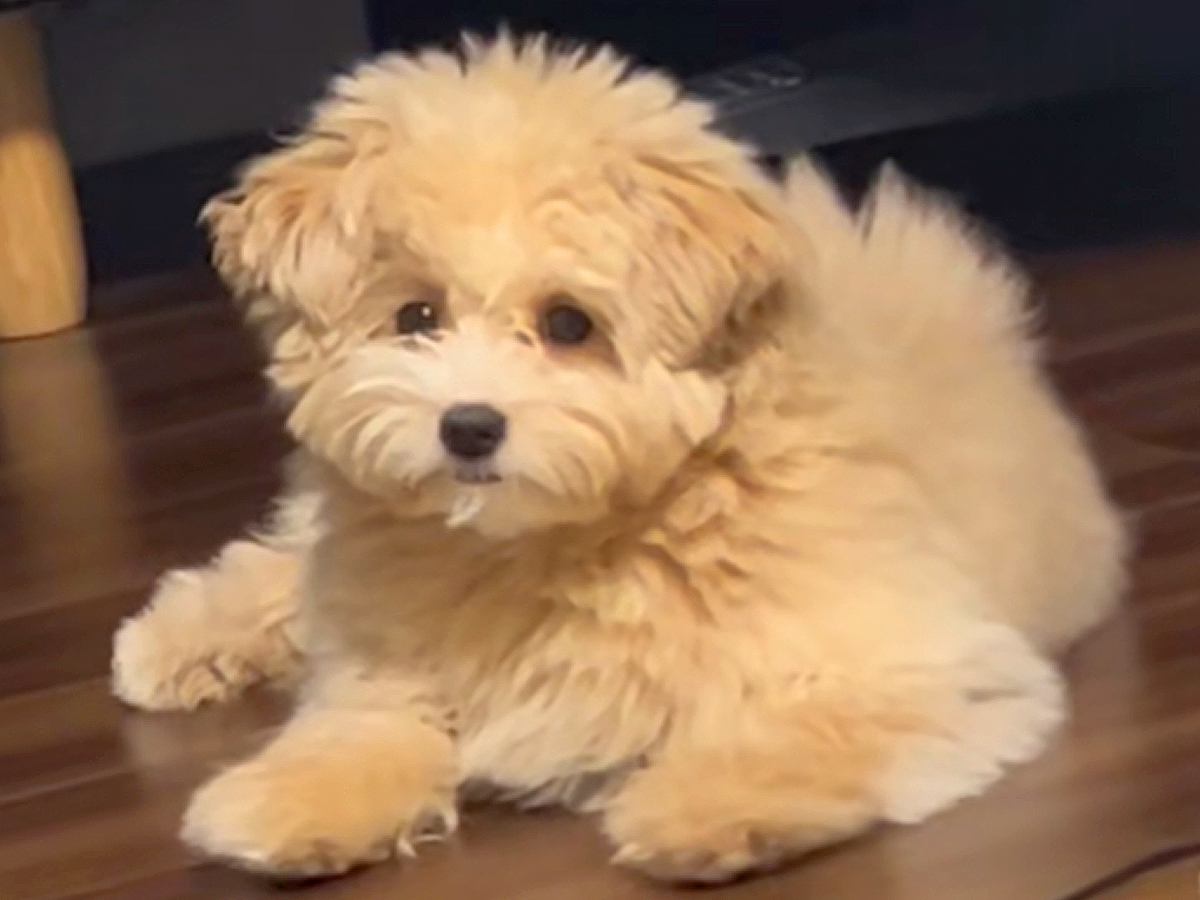 『こんなに変わる…？』ボサボサの犬をトリミングした結果→思った以上の『小顔ビフォーアフター』が12万再生「かわよ」「お上手」と絶賛の声