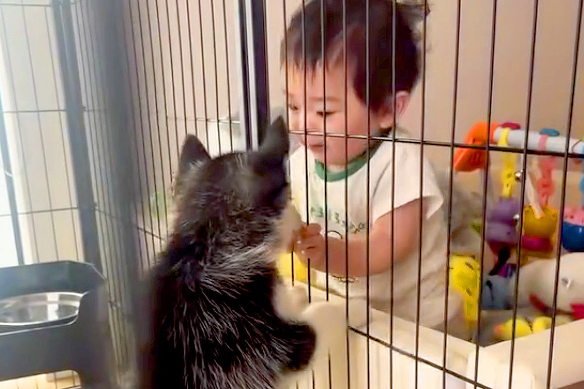 赤ちゃんが『ハスキー犬に慣れ過ぎた』結果→家に『ハスキーの子犬』がやってくると…思わず和む『尊い光景』が42万再生「優しい」「手慣れてる」