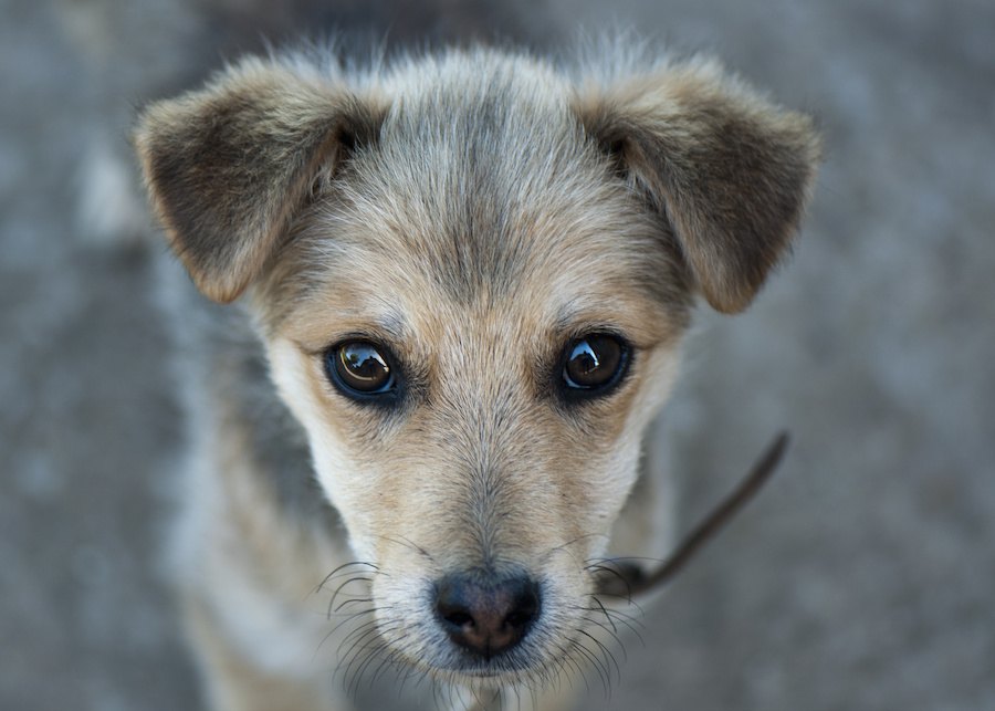 犬の里親になりたい！トライアル期間中のチェック項目６つ