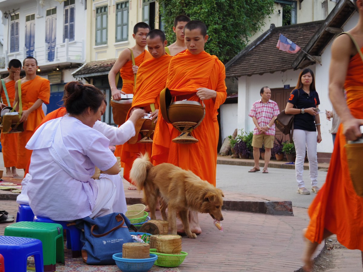 東南アジアの野良犬事情。どこもかしこも野良犬だらけ！