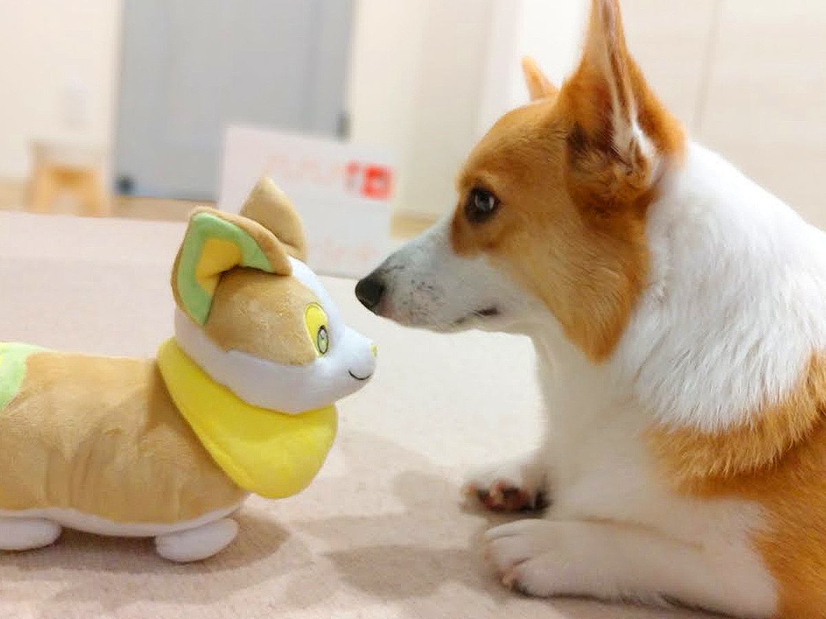 犬が『自分そっくりのポケモン』と出会ったら…まさかの友情が芽生える光景に3万2000再生の反響「可愛すぎる」「そっくり」の声