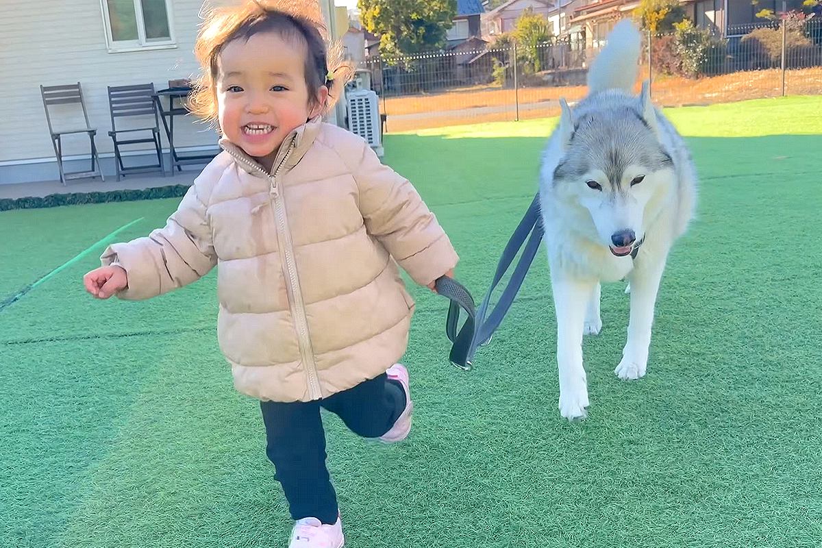 2歳の女の子が『大型犬のリードを持った』結果→そのまま転んでしまい…まさかの『優しすぎる対応』が16万再生「みんな可愛い」「理想の家族」