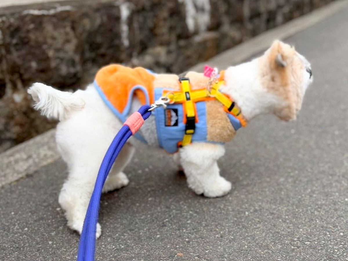 『うちの犬、何かに似てるな』と思っていたら…想像以上だった『似すぎているもの』に5万いいね「予想より似てたｗ」「そのままで草」と爆笑