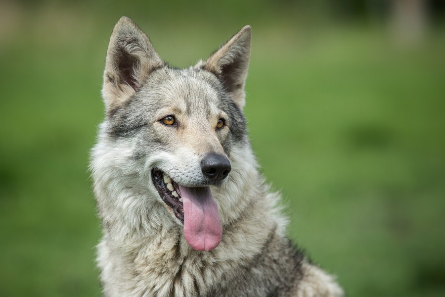 狼みたいな犬７種類！ウルフドッグと呼ばれる犬種の性格や特徴を紹介