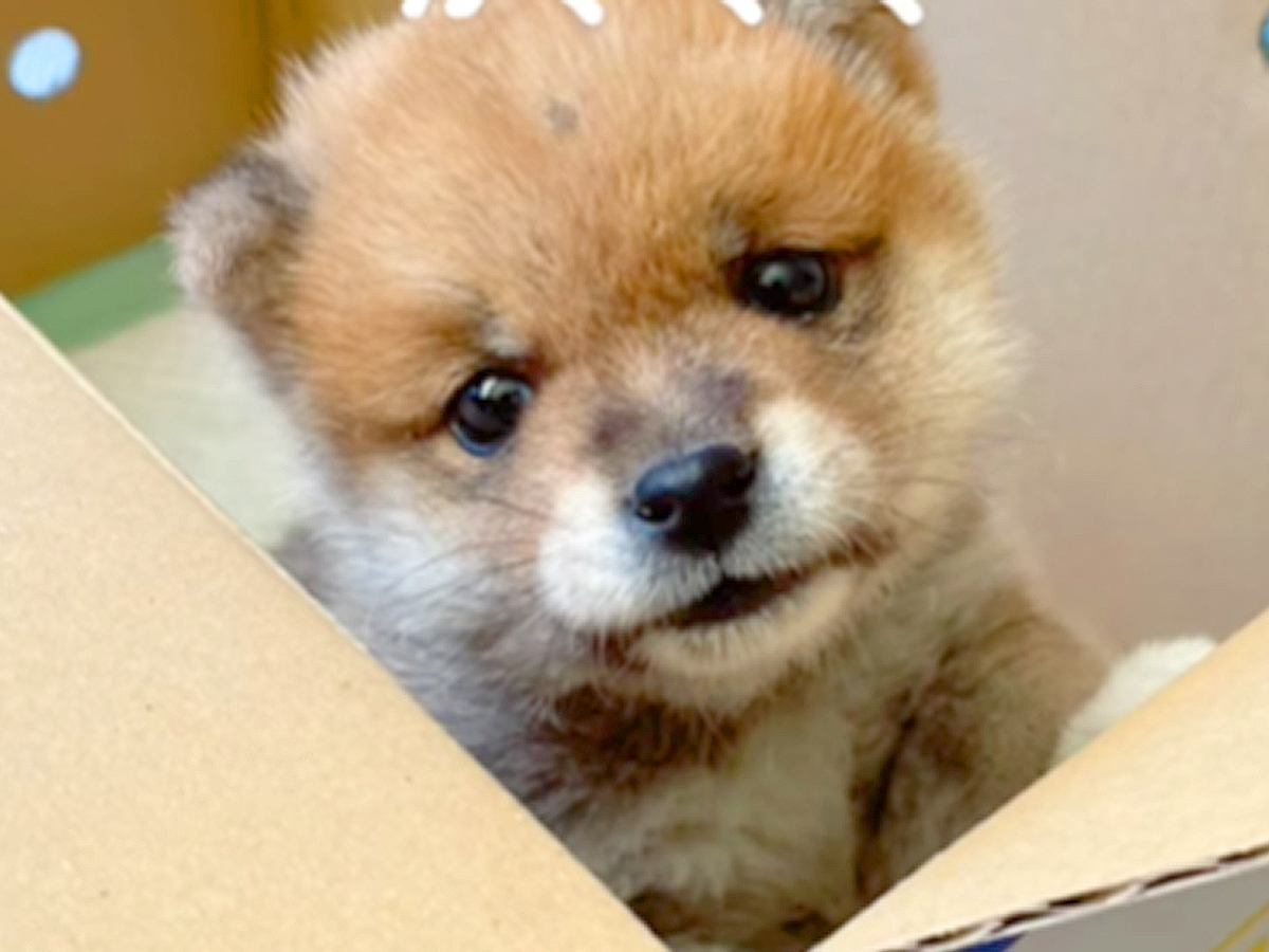 『手のひらサイズの赤ちゃん犬』が成長→豆柴だと思っていたら…予想と違った『まさかのビフォーアフター』に反響「通常柴で草」「かわいいｗ」