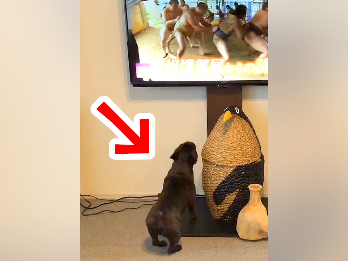 テレビで『相撲の稽古の映像』が流れた結果→見ていた犬が突然…やる気満々すぎる『まさかの光景』が16万再生「四股踏んでるｗ」「可愛すぎｗ」