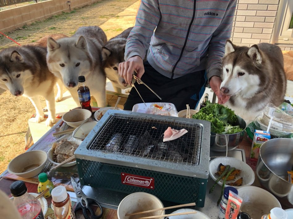 「お肉まだかなぁ♪」プレッシャーをかけてくるハスキーさんたちが可愛すぎ！