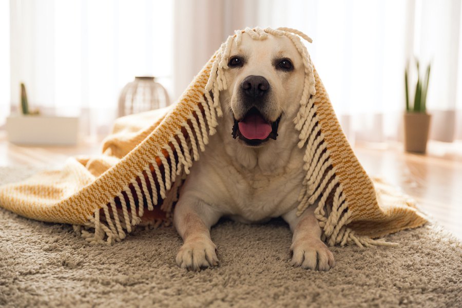 寒い季節の室内犬のお留守番で注意したいこと３つ