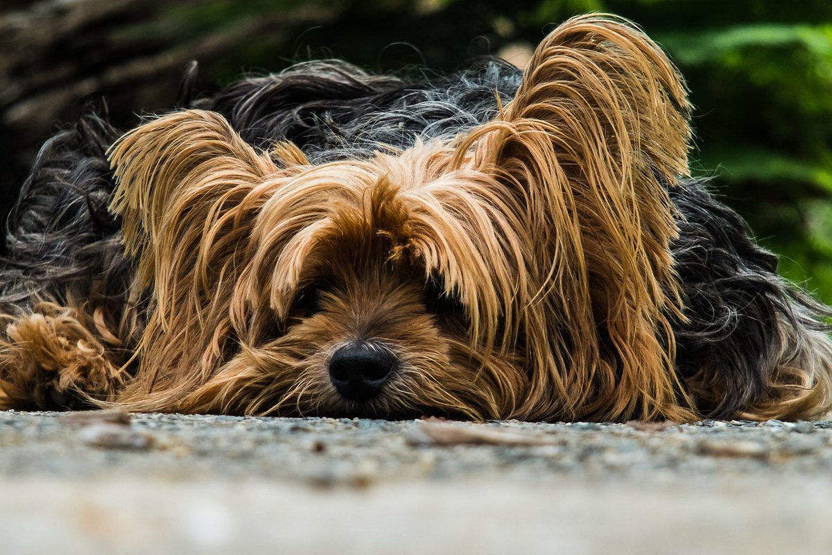 犬用救急箱を用意しておこう！