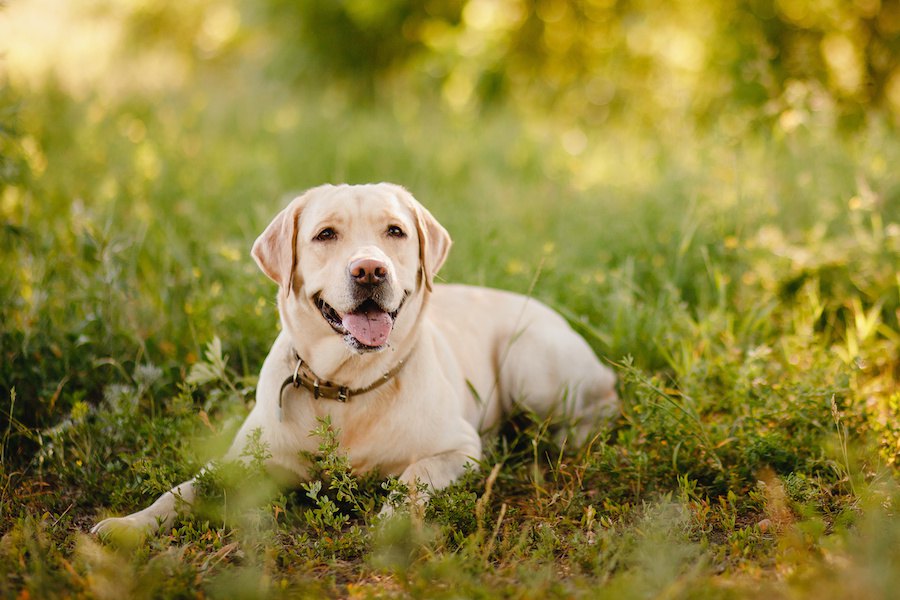 犬の散歩で困る「ひっつき虫」の対処法！簡単に取れる裏ワザがあるって本当？