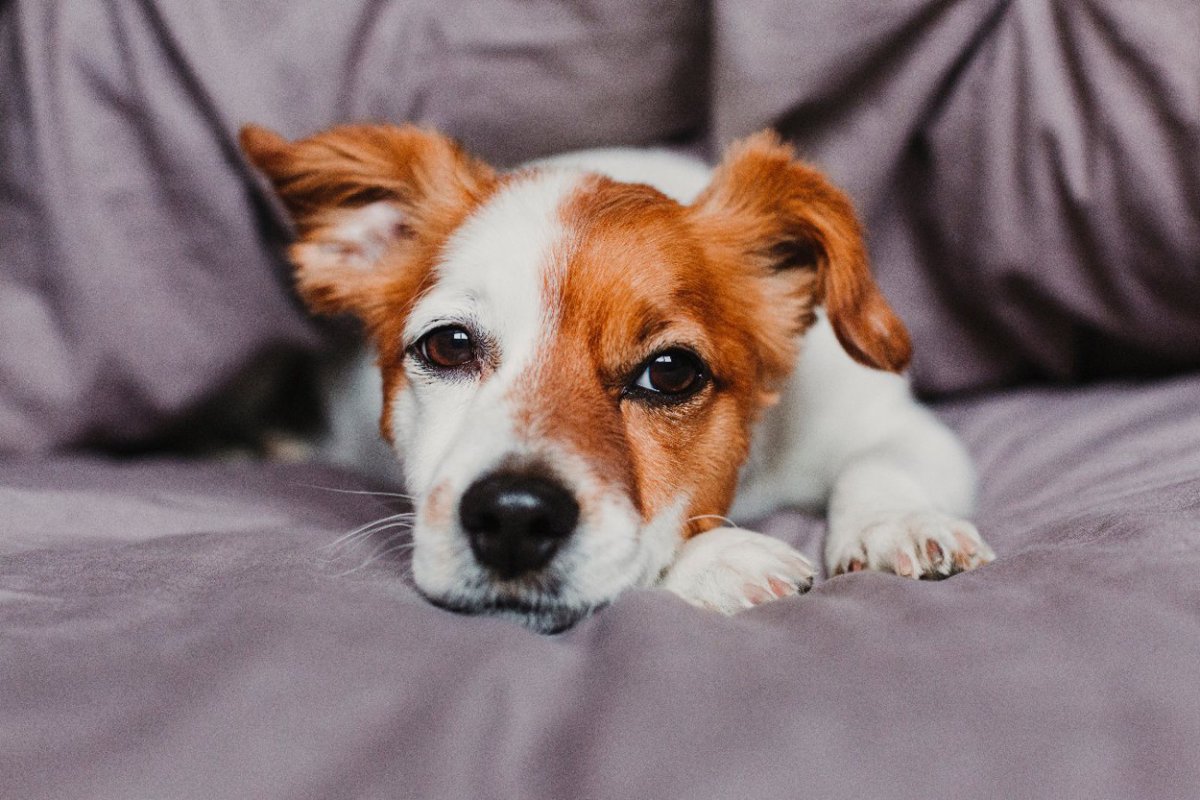 犬がみせる『寂しかった』サイン４選　孤独を感じさせないために飼い主ができる対策とは？