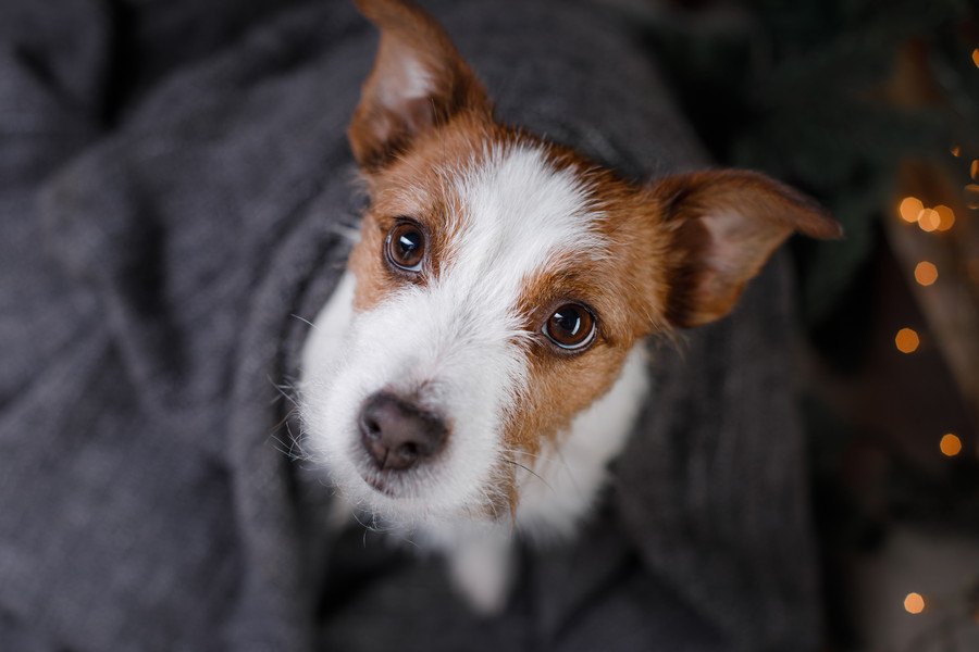 【飼う前必読】犬との生活が『辛い』と感じる３つの瞬間とは？