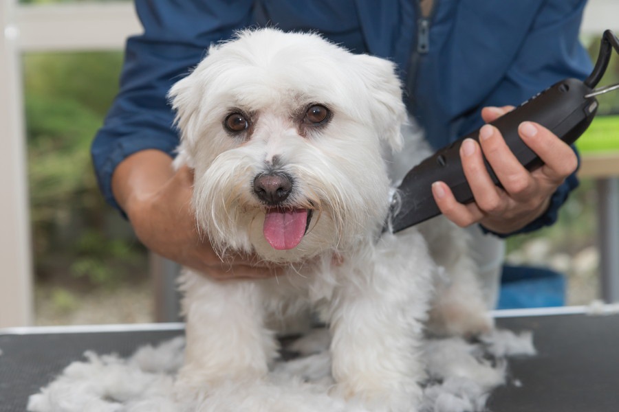 犬のトリミングを自宅でする方法は？準備する道具や注意点について