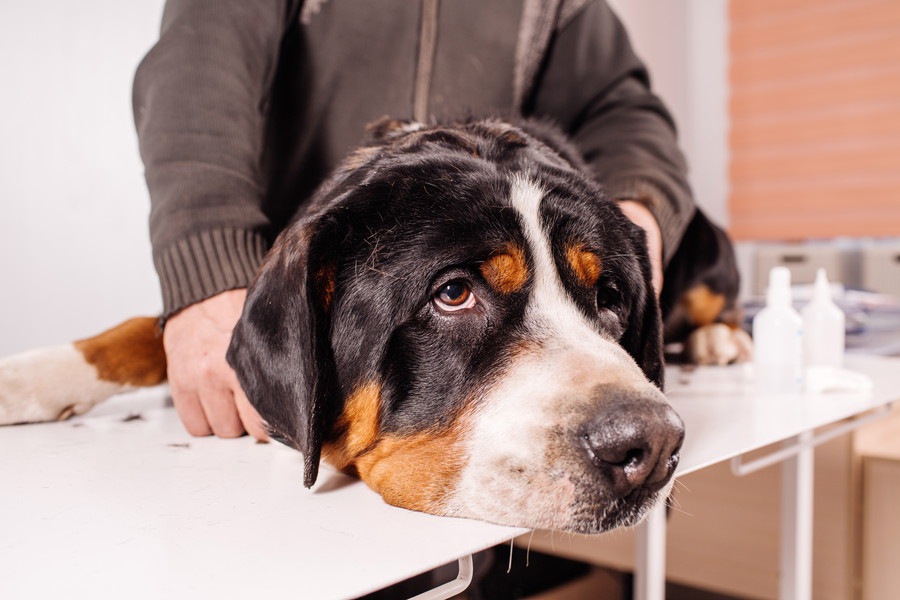 愛犬からの危険信号！今すぐに動物病院へ行く必要がある5つの症状