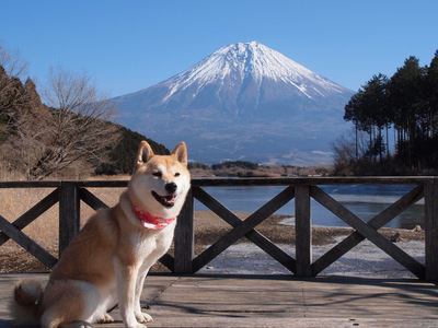 柴犬や秋田犬にはこんな子が多い？日本犬によくいる性格３選