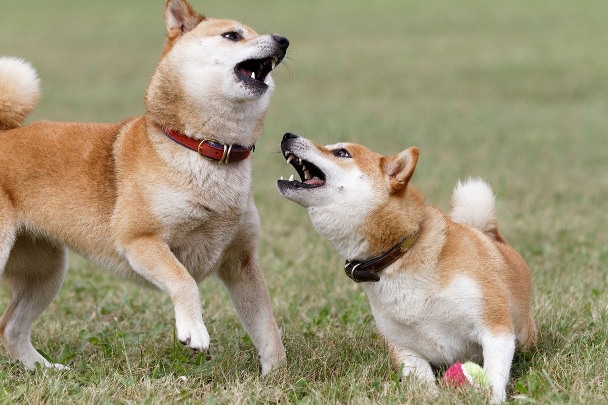 犬同士がなかなか仲良くできない…5つの理由と関係を良好にするコツ