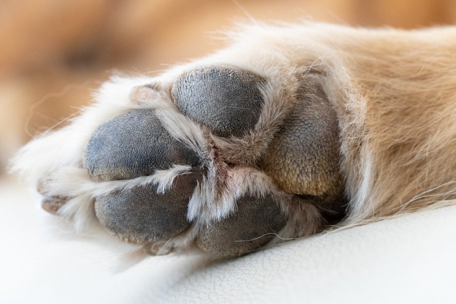 犬の変形性関節症の新しい診断ツールとなる可能性『足圧中心』の研究