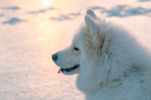 イヌが歩いた道 分類学と進化の歴史から犬という動物を考える