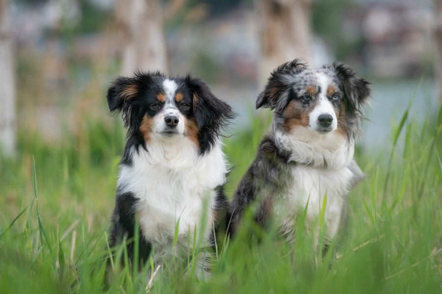 犬とオオカミは同等の「協力する能力」を持っているという研究結果