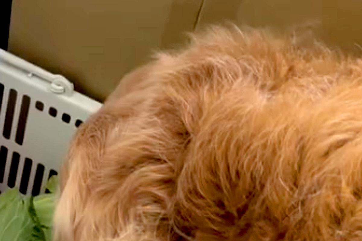 『なにやら変な音がする』と確認しに行ったら、大型犬が…まさかの光景が103万再生「うちの犬もやってたｗ」「可愛すぎ」「笑ってしまった」