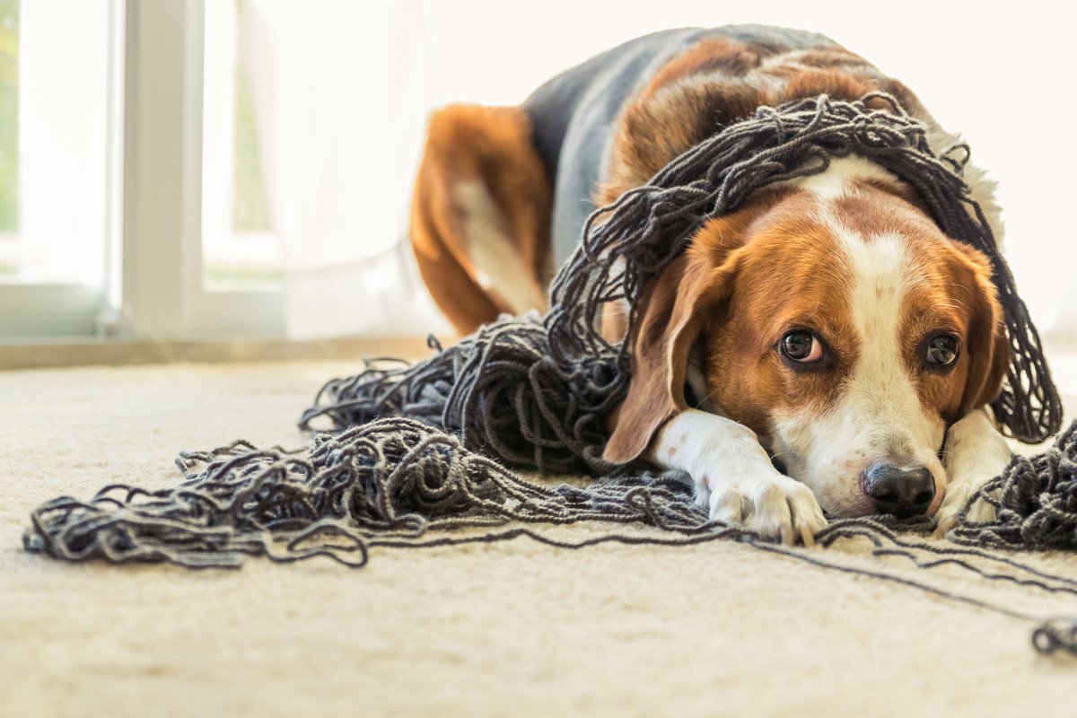 犬を苦しめる『3つの留守番環境』愛犬を安心させるためのポイントとは？