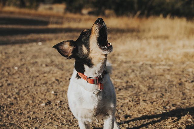 犬は吠え方を使い分ける？「3つのポイント」から愛犬の気持ちを理解しよう！