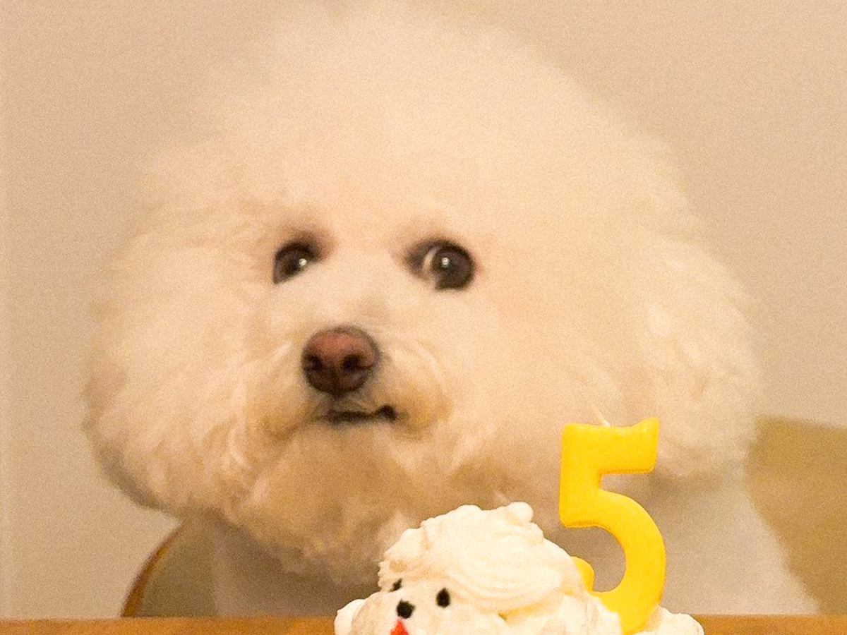 『どういう感情…？』犬のために一生懸命『誕生日ケーキ』を作った結果…まさかのリアクションに5万いいね「表情が人間で草」「顔ｗｗ」と爆笑