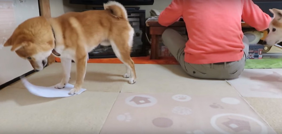 返さな～い！飼い主さんの邪魔をするいたずらっ子な柴犬と教育係の柴犬