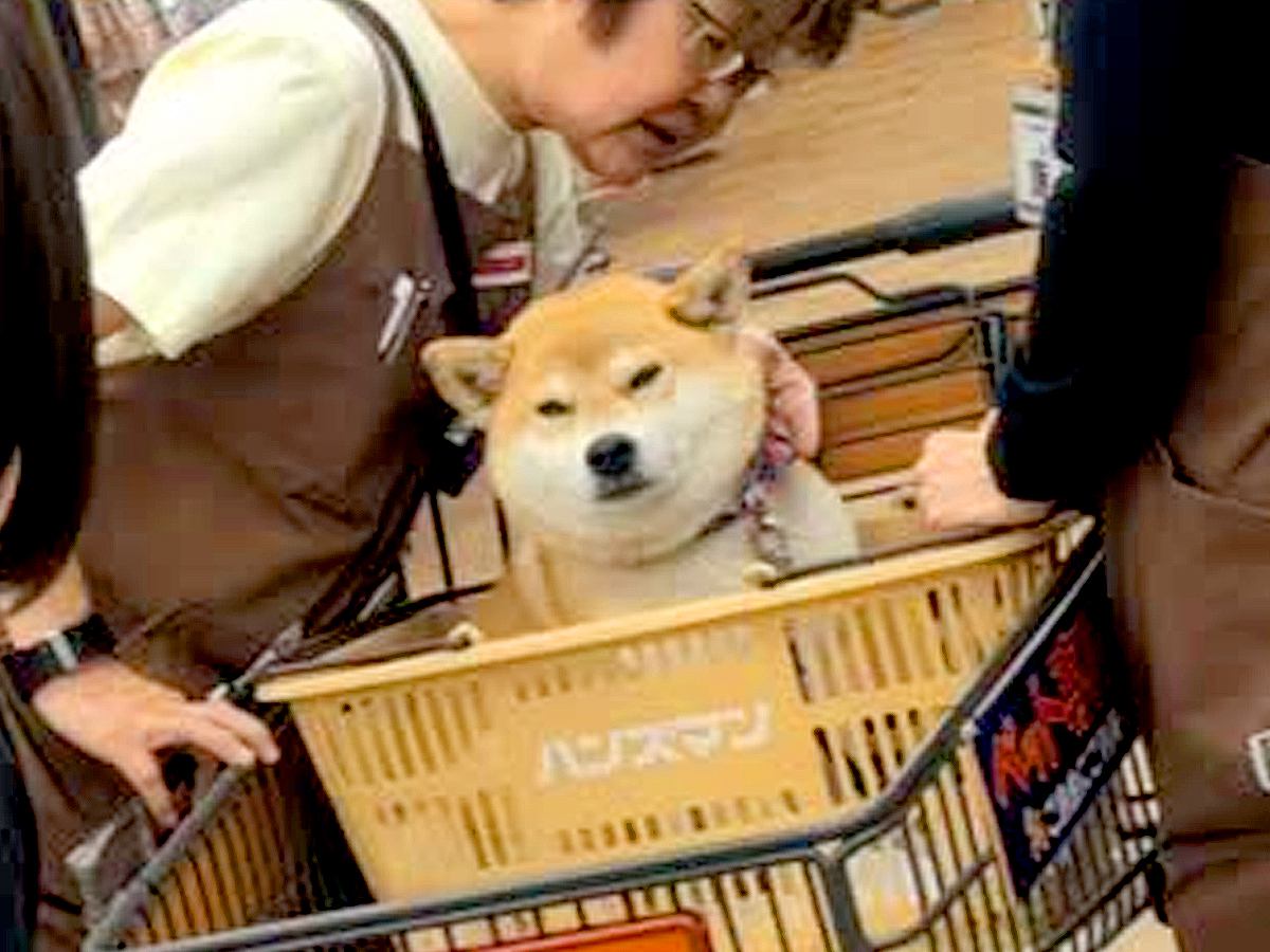 ホームセンターに『犬を連れて行った』結果→店員さんが集まってきて…もはやファンミーティング？微笑ましい光景が93万再生「混ざりたい」の声