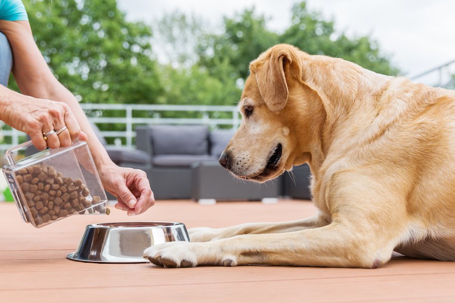 犬がドッグフードにがっつく理由と注意点